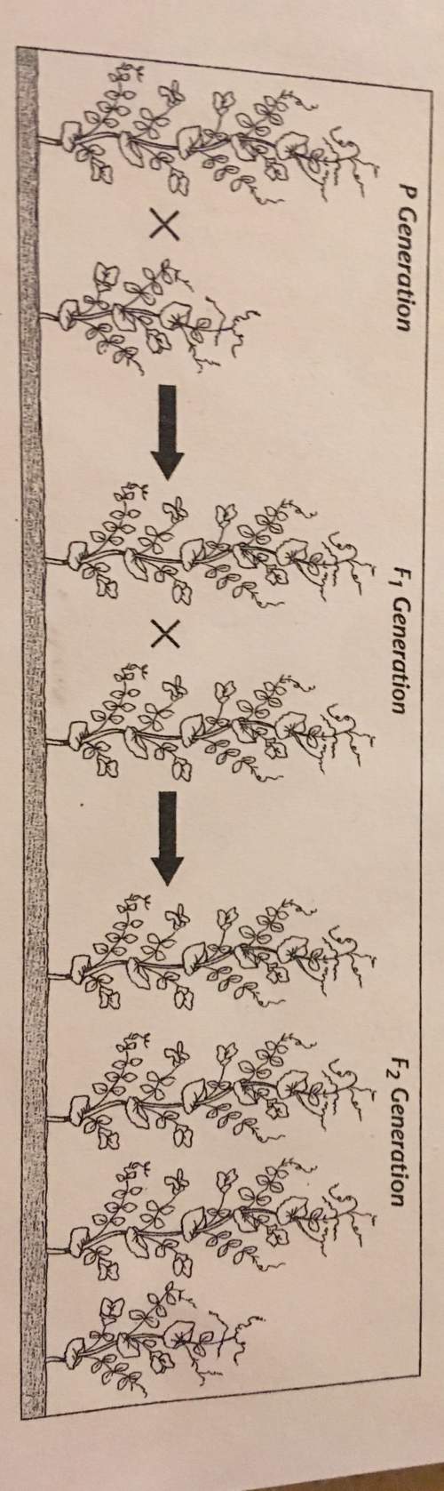 What trait in pea plants is being studied in the cross shown above?