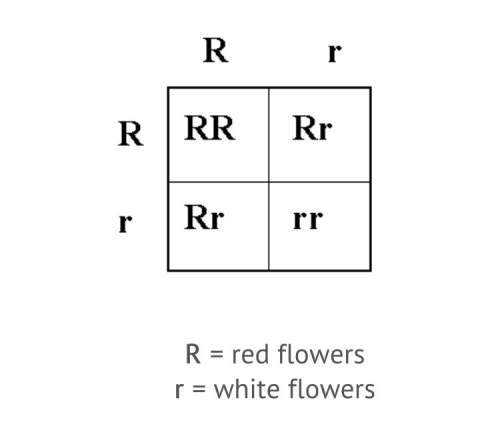 According to mendel’s law of dominance, which statement best describes the result of a cross between