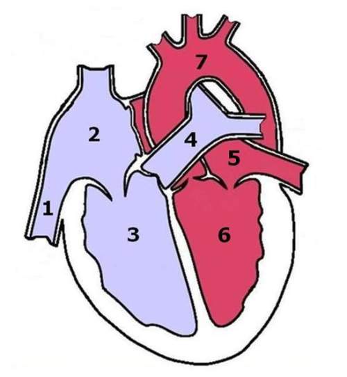Which numbers in the image represent the parts of the heart used to pump blood to the lungs?