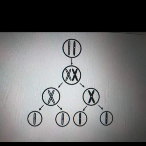 The diagram shows the process of meiosis. which statement is correct regarding meiosis and reproduct