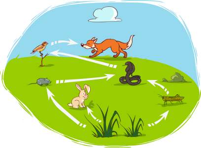 30 points what’s missing from this illustration of a food web?  a. second-level co