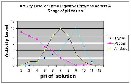 The graph illustrates the activity level of three common digestive enzymes, across a range of ph val