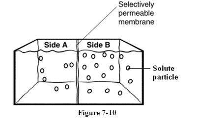 Astudent put together the experimental set-up shown below. the selectively permeable membrane is per