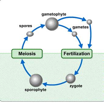 "1. in the diagram, which multicell structure is diploid (2n)?  a. gametophyte  b