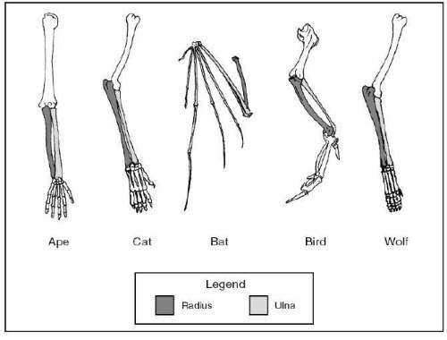 According to these anatomical structures which two animals are probably most closely related?