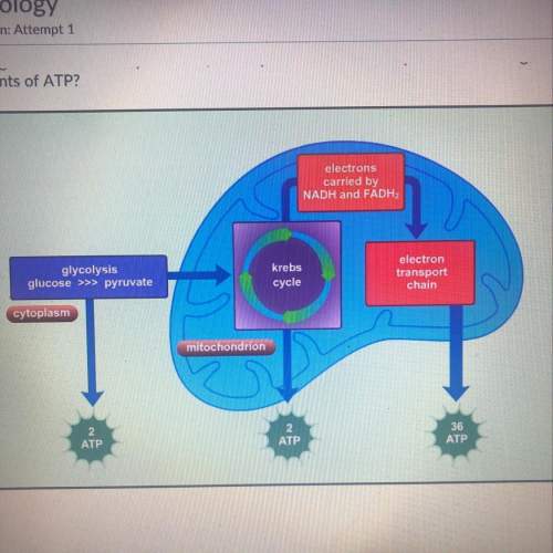 During the electron transport chain which process leads to the production of large amounts of atp