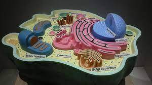 An advantage of using cell models when studying cells is that the cell models-