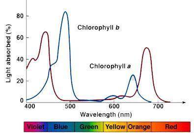 Nancy is explaining why chlorophyll is classified as a plant pigment and how it is useful in photosy