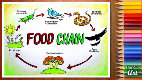 Draw a level 3 food chain