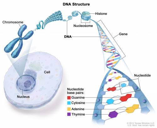 How do skin cells replace itself after an injury?

a) skin cells go through the process of budding t