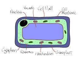 3. The diagram shows a section through a mesophyll cell of a leaf

Which part is partially permeable
