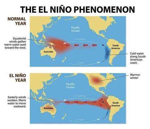 Many marine organisms depend on up welling to bring nutrients to the surface. how might el nino affe