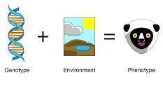 Once a protein is made, its biochemical and structural properties play a role in producing .

a. phe