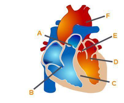 Identifying the Structures of the Heart

Label A
Label B
Label C
Label D
Label E
Label F