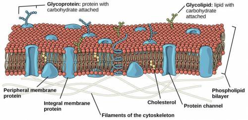 WILL GIVE BRAINLIEST

Which is not a function of cholesterol within the cell membrane?
Reduces perme