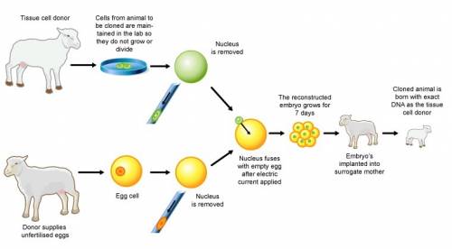 Describe how nuclear transplantation was used to produce dolly