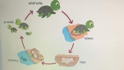 Based on the diagram, what conclusion can you make about a turtle's growth and development?  a
