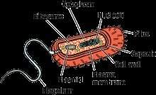 The cell in the figure is a(n) a. prokaryote. b. eukaryote. c. animal cell.&lt;