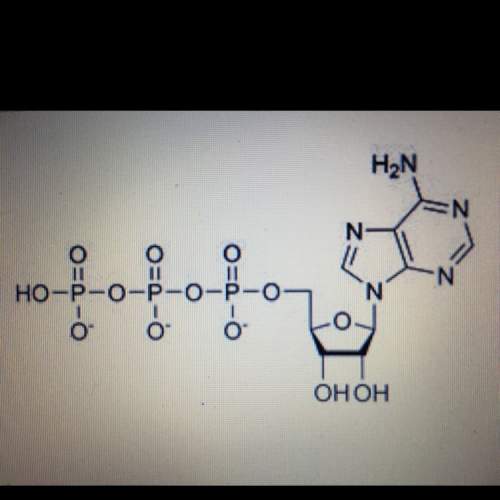 The atp molecule shown is the universal energy source for activities. which of these processes is us