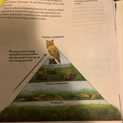 Describe how energy flows in the ecosystem represented by this food pyramid how would you translate