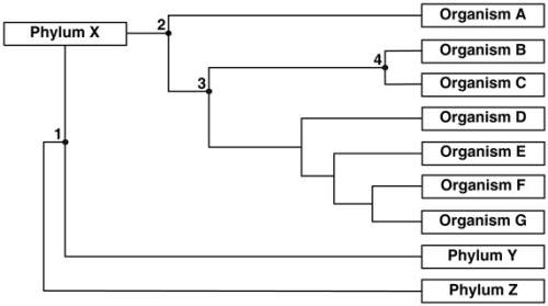 Look at the phylogenetic tree below. which hypothetical organism is the most recent comm