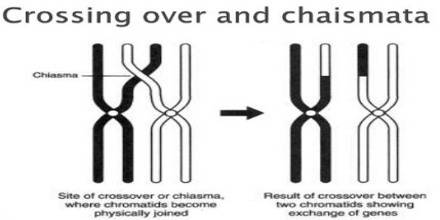 Crossing-over allows the reassortment of linked genes.  a. true  b. false