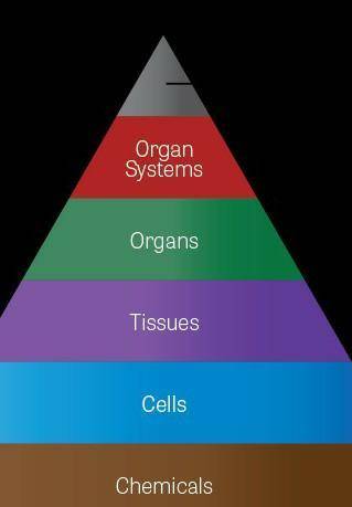 Description of the functions of the organ systems

Organs of both systems labeled in the document 
A