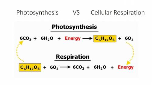 Takes place in glucose
Is that photosynthesis or cellular respiration or both?