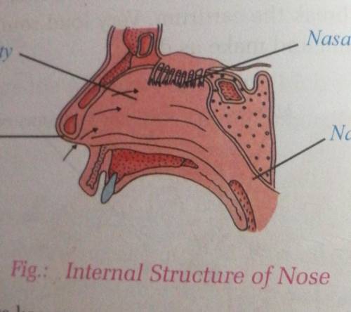 Diagram of internal structure of nose