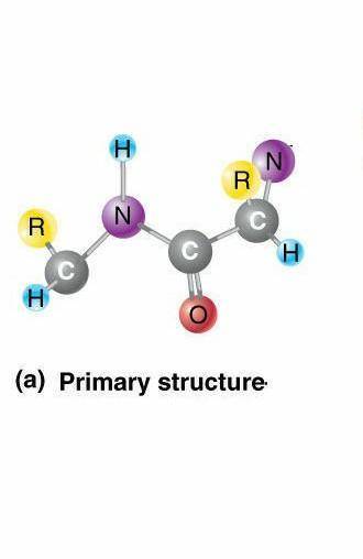 Describe the four levels of protein structure. For each level, include: the name of that level of st