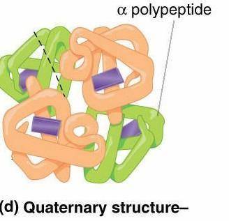 Describe the four levels of protein structure. For each level, include: the name of that level of st