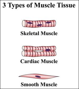 What type of tissue is responsible for contractions that account for movements of organs or the enti