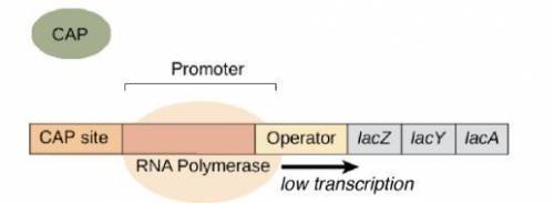 What is the regulatory mechanism that allows e.coli to ignore lactose when glucose is present?