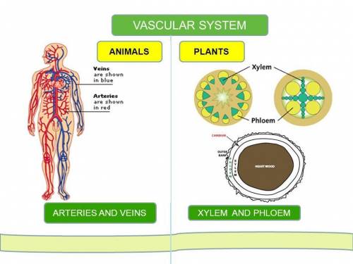 Describe the similarities and differences (compare and contrast) of the circulatory system of plants