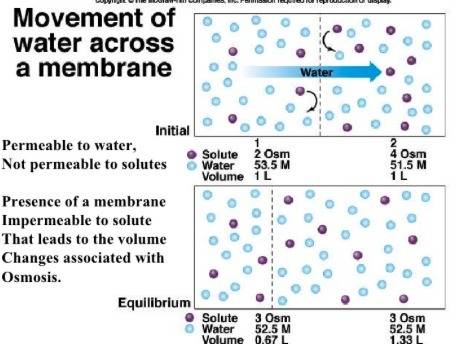 What happens if the membrane is not permeable to the solute?