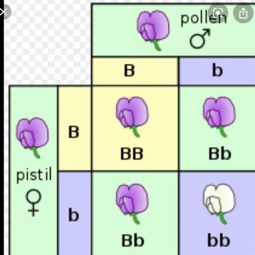 If both parents do not display a certain phenotype for a genetic disorder but have offspring that do