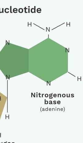 The monomer of a Nucleic Acid is a nucleotide. What are the 3 parts of a nucleotide?