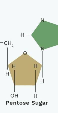 The monomer of a Nucleic Acid is a nucleotide. What are the 3 parts of a nucleotide?