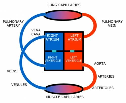 The heart is the major organ in the circulatory system. which region of the heart supplies oxygenate