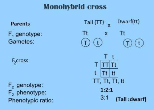What will be the results in the F2 generation after a monohybrid cross?

all recessive traits
3/4 do