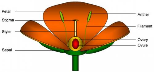 Name and label the part of the flower where pollen grains produced name the part of the flower where