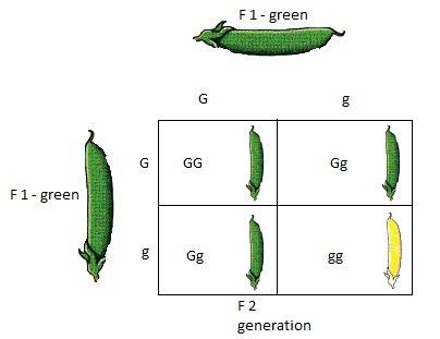 Which of the following is not true of mendel's experiment?   a. mendel crossed two true-breeding pla