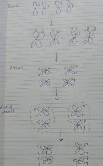 In dragons, a gene on chromosome 1 codes for wing color and a gene on chromosome 2 codes for body co