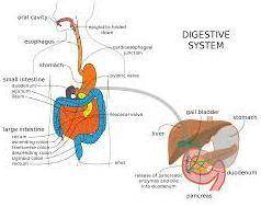 1. What are protein substances of the digestive system that speed up metabolic

reactions and break