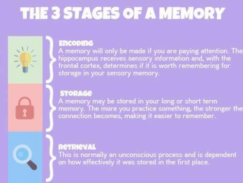 The memory process of retaining information received is called .

A.
retrieving
B.
encoding
C.
stori