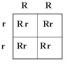 If purple flowers are dominant in a plant and white flowers are recessive in that plant, then when p