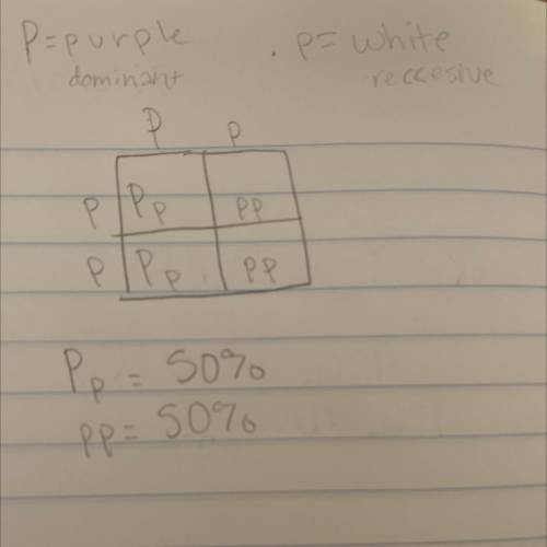 For a certain plant, purple flowers (allele: P) are dominant and white flowers (allele: p) are reces