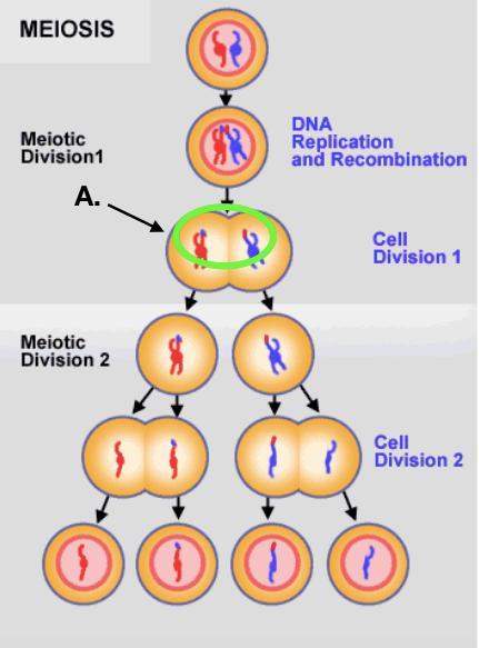 A. crossing over results in the exchange of genetic material of homologous chromosomes.b