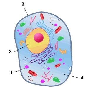 Me!  the diagram below shows the structure of an animal cell. what is structure 2,