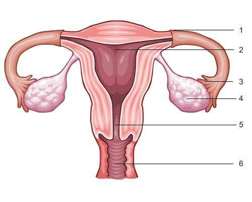 Identify and label the numbered parts of the female reproductive system in the diagram.